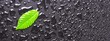 leaf and black background leaf and black background