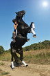 cheval cabré