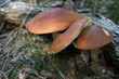 cèpes