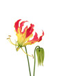 Gloriosa flowers