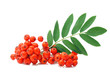Ash-berry