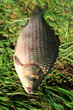 fishing time... after...  Crucian Carp