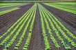 plantation de salades