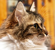 Cat looking into the distance