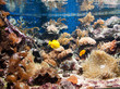 Aquarium tropical - Coraux