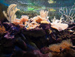Aquarium tropical