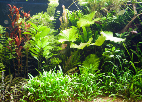 Photo: Aquarium tropical Aquarium tropical