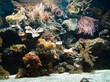 Aquarium tropical
