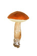 Mushroom isolated on white background