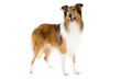 Foto: standing Shetland Sheepdog Collie standing Shetland Sheepdog Collie