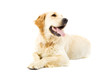 Foto: Golden Retriever Golden Retriever