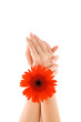 Foto: Hand and flower Hand and flower