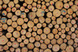 Holz für´s Sägewerk