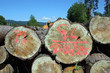 Baumstämme markiert