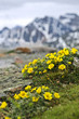 Alpine meadow in Jasper National Park