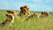 A pride of lions. Serengeti National Park, Tanzania