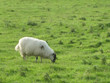 Sheep grazing in Ireland