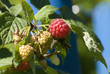 Himbeere