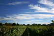 LA VIGNE ET LE VIN