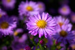Foto: Astern Astern