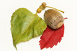 Acorn