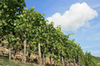 weinanbau
