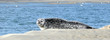 Phoque en Baie de Somme
