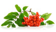 ashberry cluster with red berry and green leaf