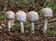 Safranschirmling Safranschirmling