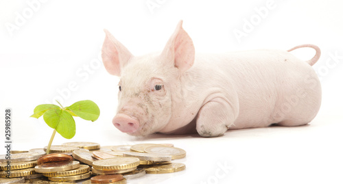 Photo: DAS SPARSCHWEIN DAS SPARSCHWEIN