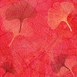 Images : Fond Feuillage et Feuilles Ginkgo en Rouge - Illustration