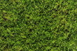 Green grass background