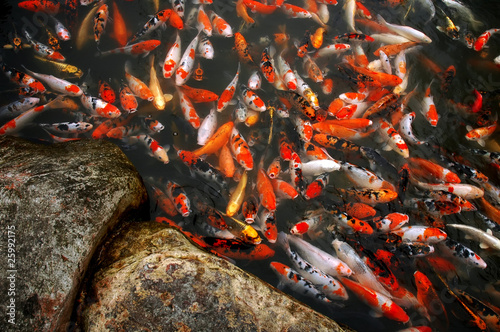 Foto: mass carp in the pool mass carp in the pool