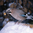 Eichelhäher_112791