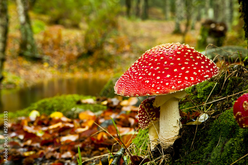 Photo: Amanita poisonous mushroom Amanita poisonous mushroom