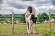 Coloured Cob