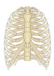 Vector human Skeleton bones Vector human Skeleton bones