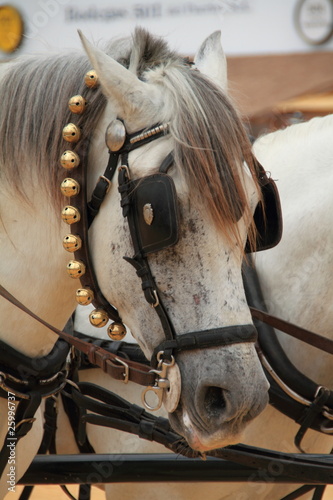 Photo: Caballo blanco Caballo blanco