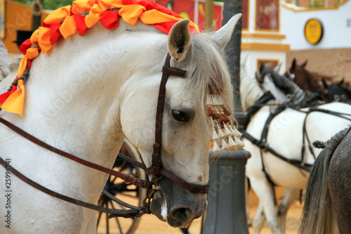 Photo: Caballo blanco de Jerez Caballo blanco de Jerez