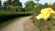 Young biker between thr roses