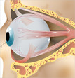 ojo 2 anatomía ojo 2 anatomía