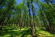 sapins haute savoie