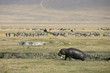 hippo et zebres