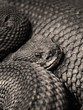 schlangen auge - snake eye schlangen auge - snake eye