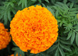 Orange Chrysanthemum