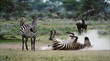 Zebra in a dust. 3