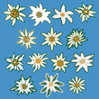 Vector: Edelweiss vector set Edelweiss vector set
