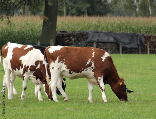 Foto: Kühe auf der Weide Kühe auf der Weide