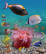 Underwater world Underwater world