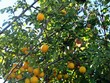 MIRABELLES